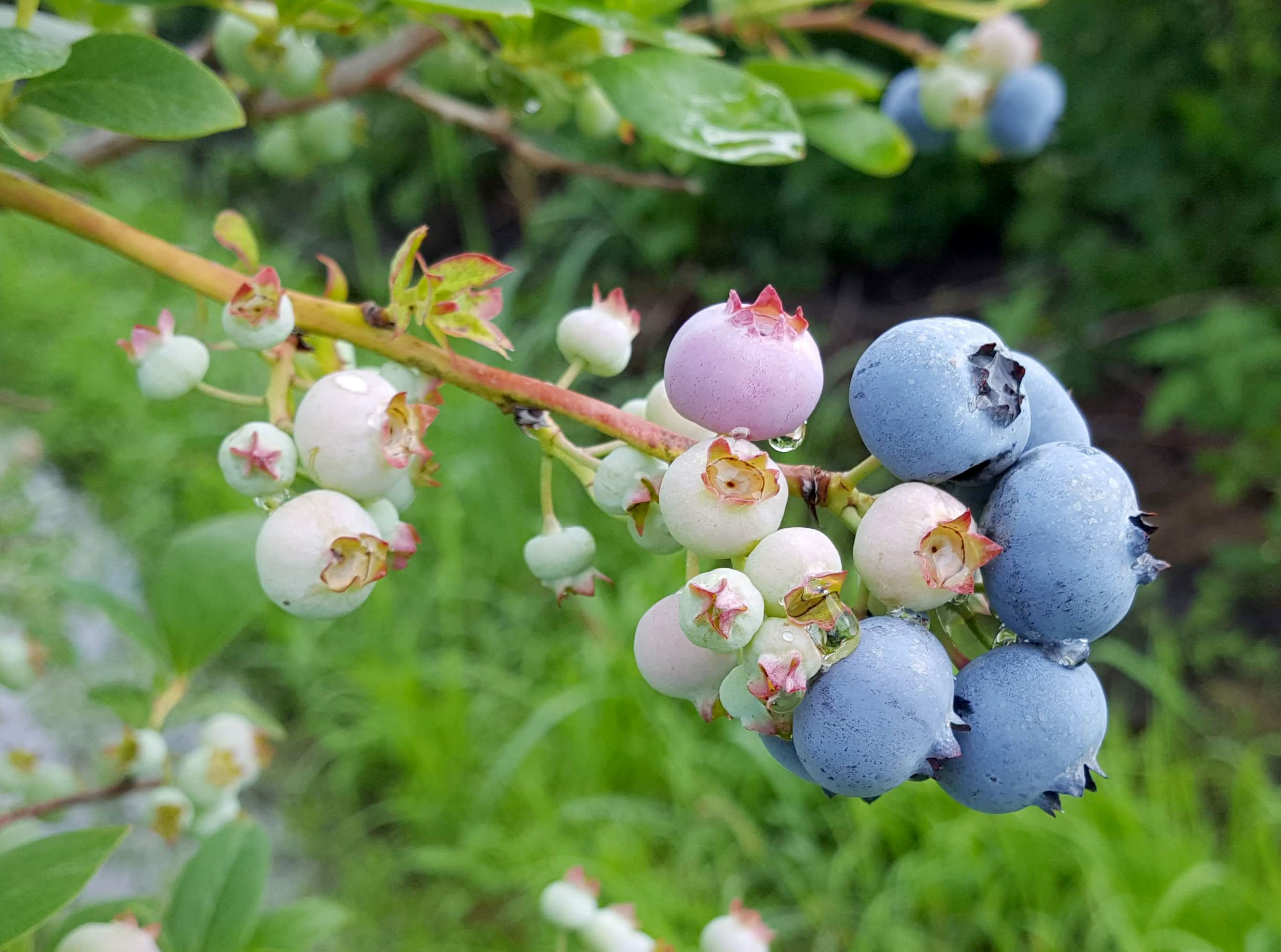 Jesery fruit